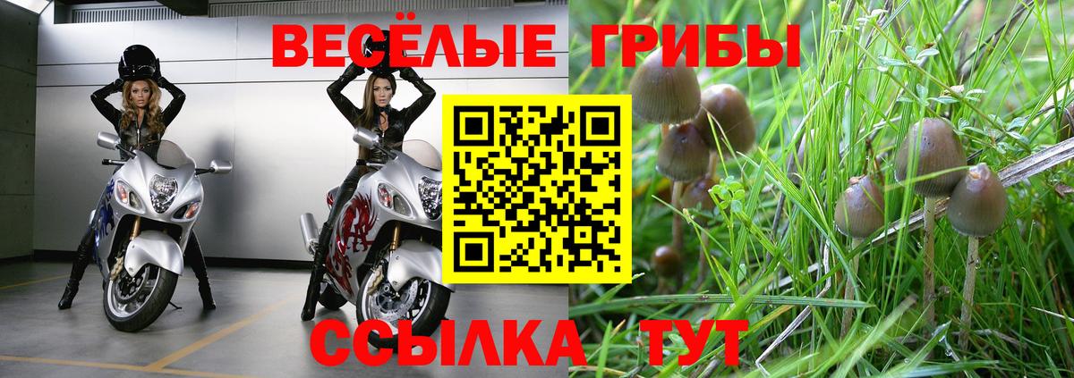 Галлюциногенные грибы Psilocybe Сальск